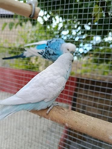 pisik ucun bit dermani: Hazir cut quşlardi rial alici narahat etsin qefesle bir yerde 50 — 4
