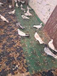 4 manat Təsvir: - Növlər: müxtəlif rəng və naxışlarda ev/oyun