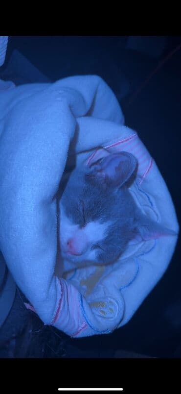 взять бесплатно котёнка: Шотландская, Самец, В добрые руки, Самовывоз, Бесплатная доставка — 5