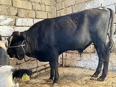 Mal-qara: Satılır: Qara-ağ rəngli inək - Məhsul növü: Mal-qara, inək - Rəng — 7