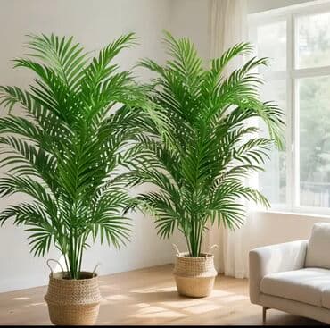 dekarativ guller: 🌸 İstədiyiniz dibçəyi, istədiyiniz ölçüdə yığırıq! 🏡 Evlər, ofislər — 10