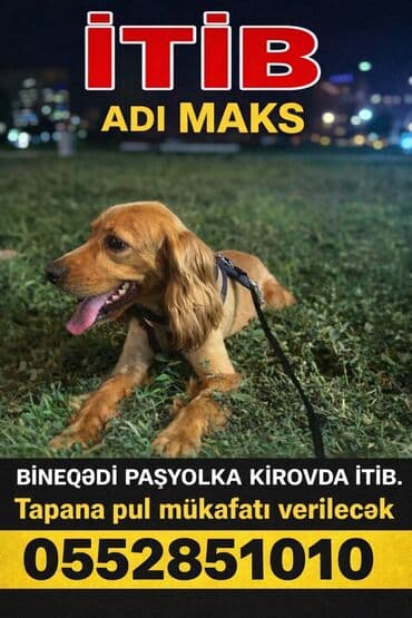 овчарку в добрые руки: Koker spaniyel — 1