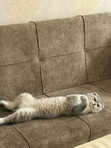 cütleşdirilir: Şinşilla, Erkək, Cütləşmə üçün — 3