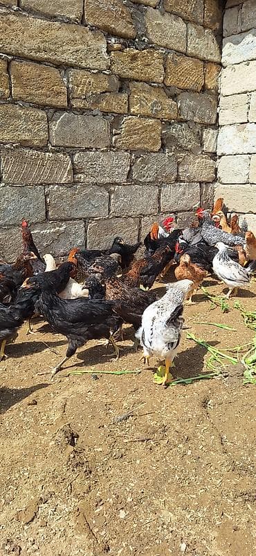 inqivator cuce: Toyuq cücələri, Damazlıq, Ödənişli çatdırılma — 7