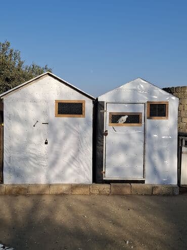 электрическая машинка для стрижки овец: Quş damılar satılır — 3