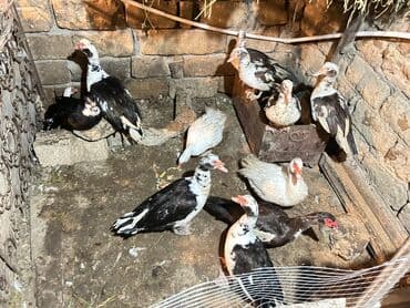 cöl ördəyi: Muscovy (hind) ördəkləri – qarışıq rənglərdə sürü - Növlər — 6