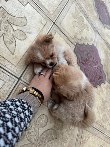 it cütləşdirmək: Pekines, 2 ay — 18