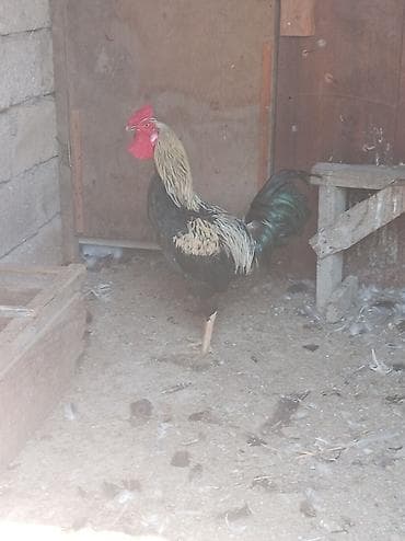 quşlar: Təcili xoruz satılır 35 azn real alıcıya endirim olunacaq 🐓 — 2