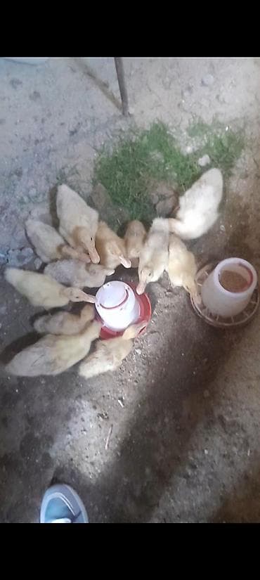 ördək lal: 1 aylığ pekin ördəkləri satılır cəmi 12 ədəddir içindən 1 dənəsi biraz — 1