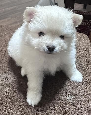 pitbul bala: Şpitz, 2 ay, Erkek, Peyvəndli — 3