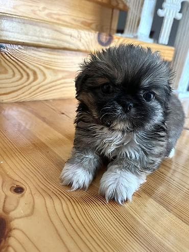 ıtler: Pekines, 1 ay, Dişi — 1