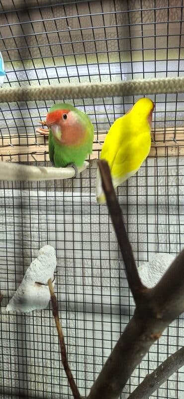 Renault: 1 eded nerazlucnik yasil rengde satilir tam saglam qusdur mayadir Maya — 1