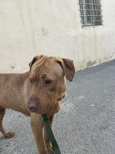 ingilis setter it cinsinin digər adı: Pitbul, 2 il, Dişi, Cütləşmə üçün — 2