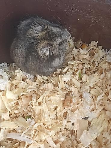 guinea pig: 1 aylıq erkək cunqarik bala satılır. Sağlam, şirin, aktiv və — 2