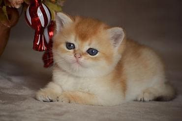 Птицы: Золотая шиншилла, Самец, Самка, Самовывоз — 4