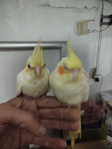 goyercin yuvasi: Məhsul: Nimfa (Cockatiel) tutuquşuları – ağ-sarı rəngli, yanaqlarda — 1