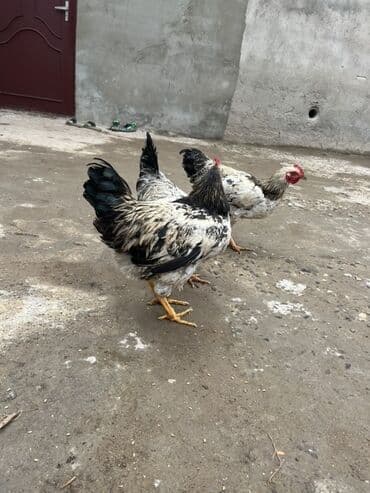 Cücələr: Toyuq, Ətlik, Ünvandan götürmə — 3