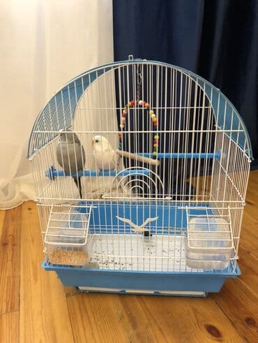 Dalğalı tutuquşular üçün qəfəs dəsti - Rəng: mavi altlıq, ağ-metal