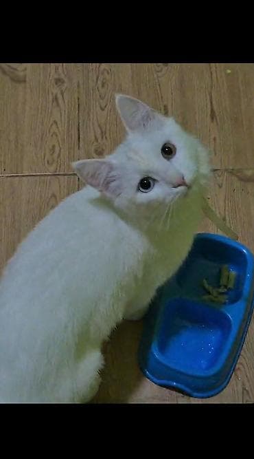 ev pişiklər: Şotland, Dişi, Pulsuz çatdırılma — 2