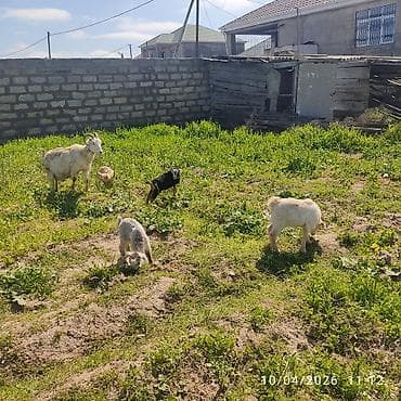 sani keci: - Ana bala keçi dort balasi var üçü erkey biri disididi cins heyvandi — 2
