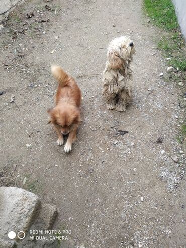 itler haski: İki it bir yerdə təqdim olunur. - İt 1: Açıq bej rəngli, uzun və — 5