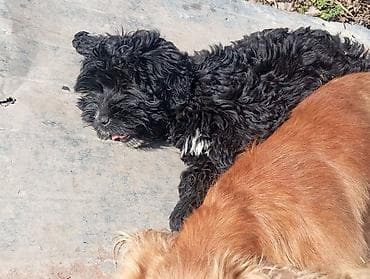 Akvariumlar: Dişi, Peyvəndli — 1