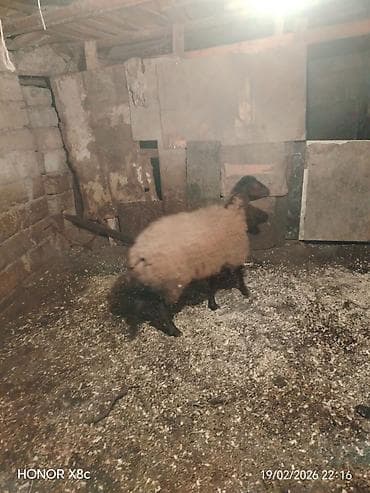 heyvan bazari keci: Satılır 1 qarın doğub şişək di boğaz olub olmağını bilmirəm qoç içində — 7