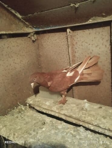 göyercin yuvasi: Qırmızi agbel maya 17tuk.qirmizi Erkey 18tuk,cüt deyillər real alıcıya — 1