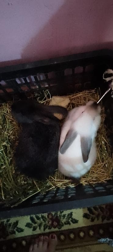 Uşaq velosipedləri: Fatbike tipli dağ velosipedi + 2 ədəd ev dovşanı paketi Velosiped: - — 3