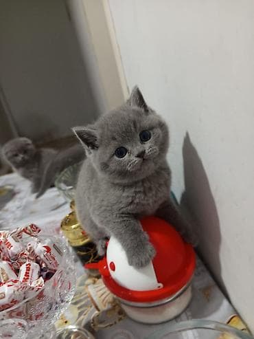 anqor pisik: Britan yastı qulaq, Yaxşı əllərə — 6