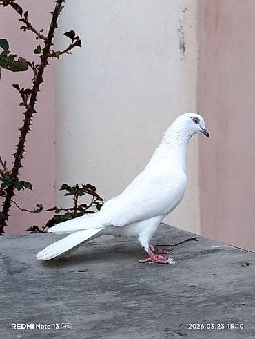 Tutulma mayadi çox yaxşı heyvandi sadəcə çox quş saxlamıram