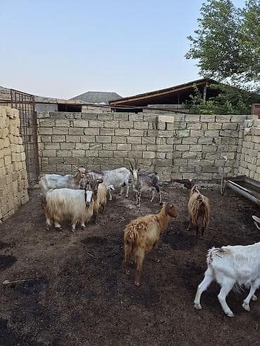 saanen kecisi: 2dənədə balalı keçi içində Bozbaş və anglo-nubian qarışığı yerli — 7
