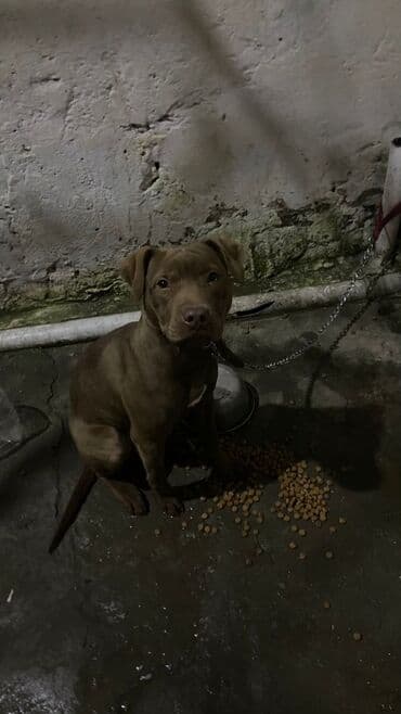 pitbull iti: Pitbul, 3 ay, Dişi, Peyvəndli — 1