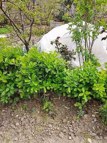 sarmaşıq güllər: Bağ üçün dekorativ gül və kol tingləri - Gül kolları: müxtəlif rəng — 4