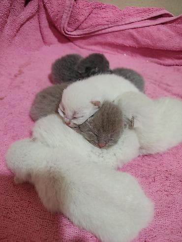 pişiy balası: Britan — 4