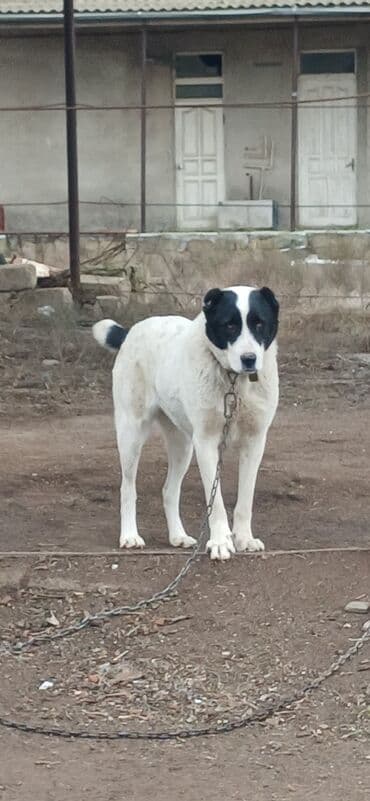 pitbull itləri: Alabay, 1 il, Dişi, Peyvəndli, Ödənişli çatdırılma — 10