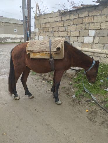 sudluk inekler satışı: Yük və kənd təsərrüfatı işləri üçün at - Rəng: qəhvəyi - Boy: orta - — 1