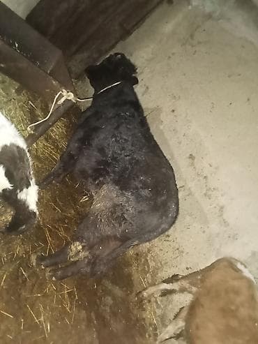 Gəmiricilər: Cüt satlir 2 sdə erkeydi cüt qimeti 2550 deylir riyalı alcıyla — 2