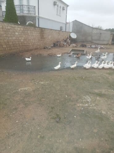 itlerin qiymeti ucuz: Dişi, | Kuban, Damazlıq, Ünvandan götürmə — 2