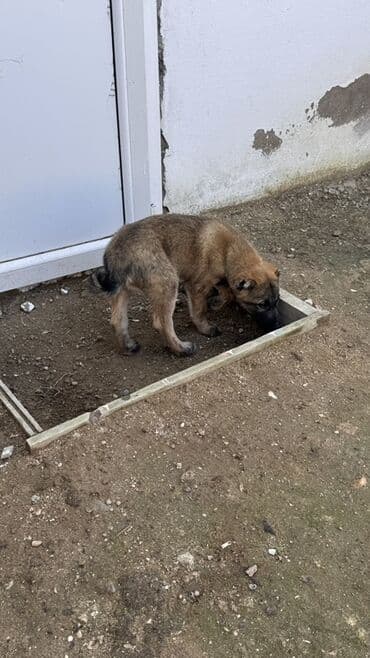 cau cau iti satilir: Məhsul: Balaca it balası - Cinsə bənzərlik: orta ölçülü, qara maskalı — 2