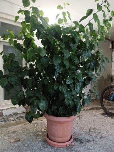 itburnu çiçəyinin mürəbbəsi: Kitayiski roza gul — 1