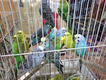 dovşan balası: Dovşan yemləri 2azn Dovşan balaları 5azn topdan Sadə yem Topdan 1-azn — 18