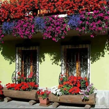 generator təmiri: Həyət və bağ sahələrinizə sarmaşıq müxtəlif qızıl güllərdən besetka — 11