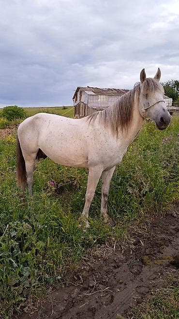 coban iti qiyməti: Yorga at, 30+ süreti var, 6 yaşı var — 4
