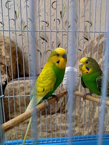 quşlar: Salam. Tam hazir cut papuqaylar satilir. 11 ayliqdilar. Tam bala veren — 5