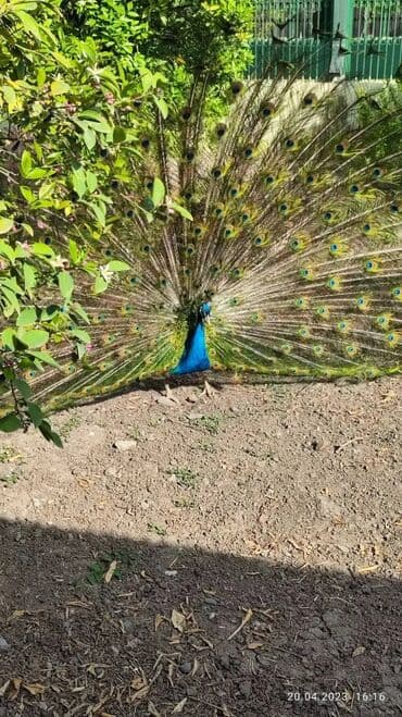 ineklerin satisi: Tovuq quşu satılır 1erlək 1fərə 4illikdilər.tam sağlam.cütü 600m — 1