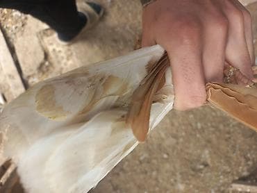 Птицы: Mayadi ünvan şhüvelan — 4