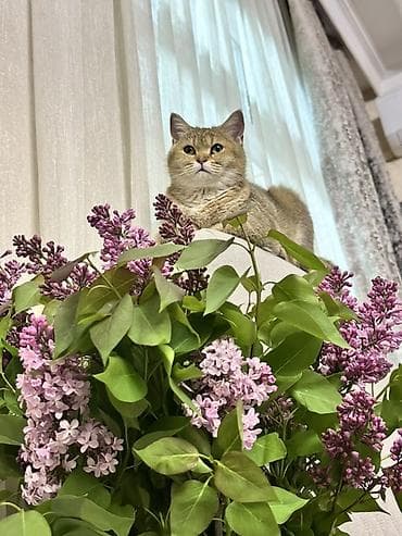 it pişik: Qızıl şinşilla, Erkək — 3
