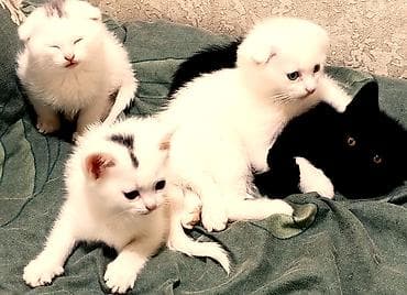 Pişiklər: Britan, Erkək, Dişi, Yaxşı əllərə, Pulsuz çatdırılma — 5