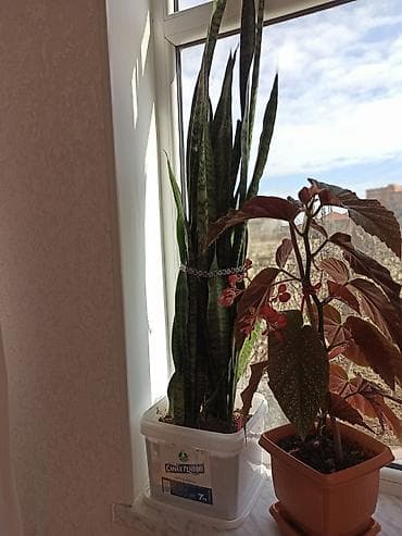 Букетные цветы: Ev otaq gülləri – bir neçə növ 5-50 manat arası qiymət - — 4